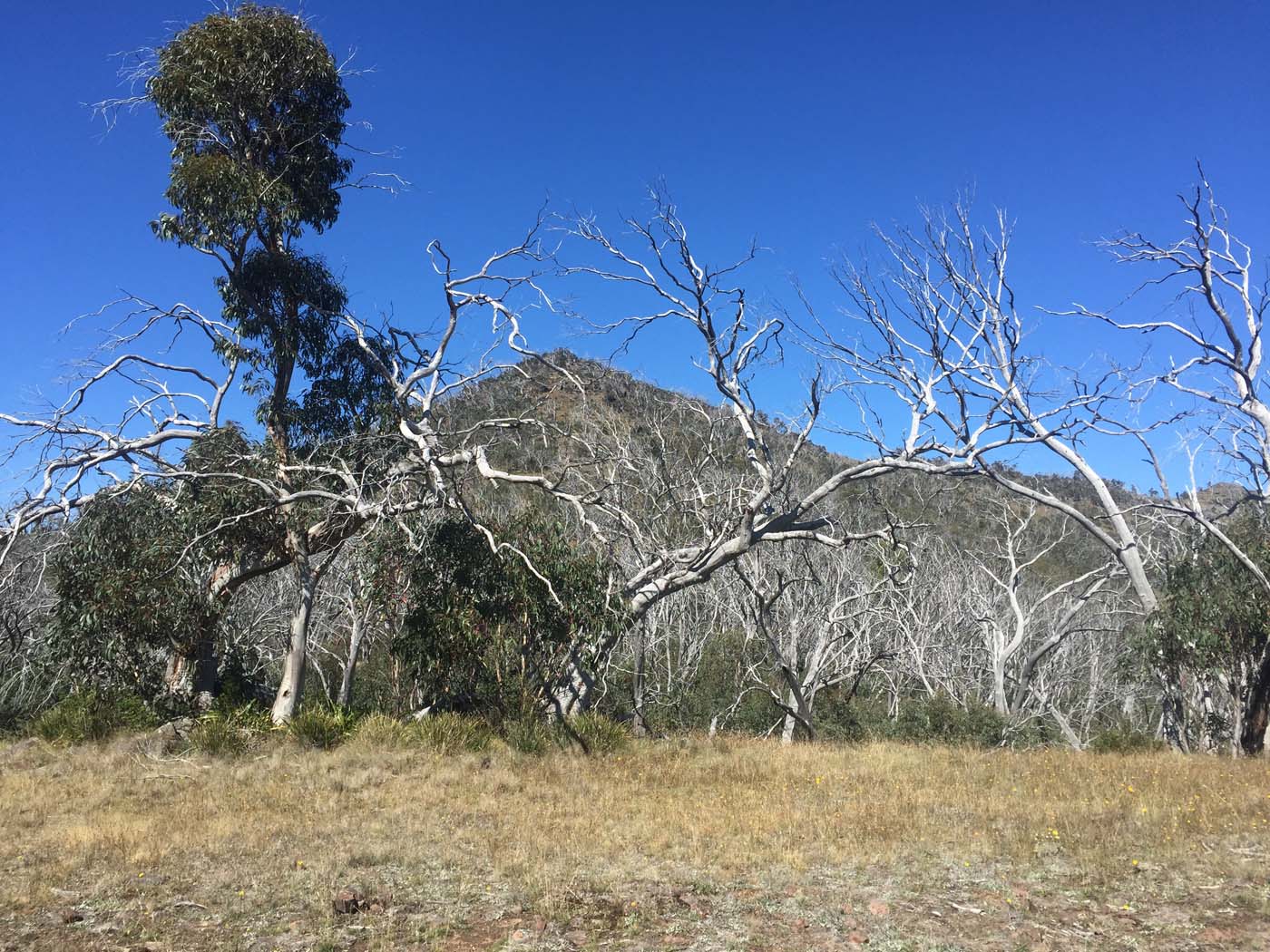 Mount clear traverse hike 3