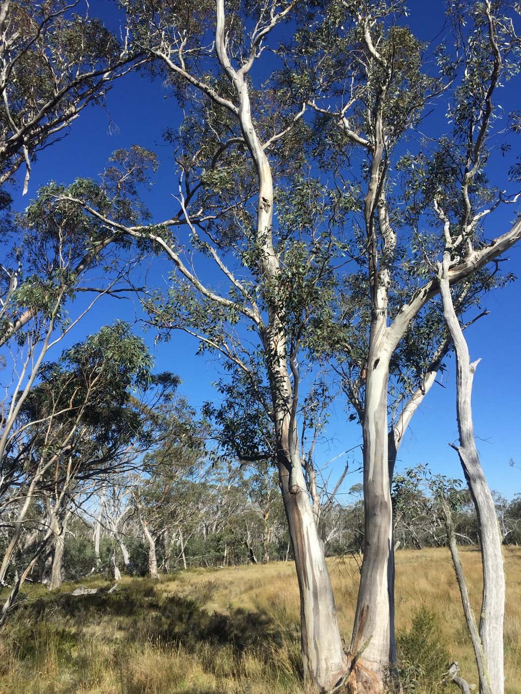 Mount clear traverse hike 39