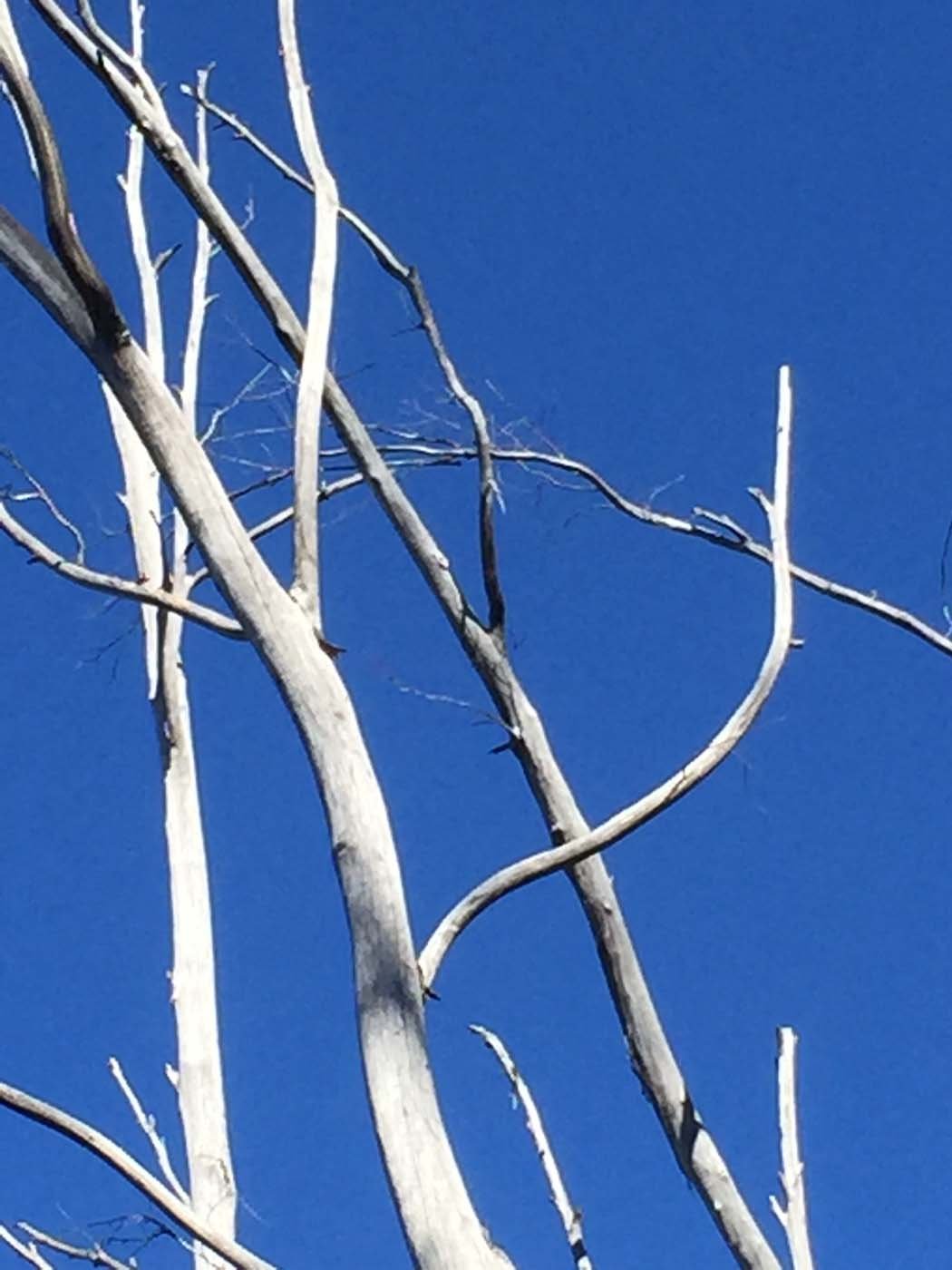 Mount clear traverse hike 42