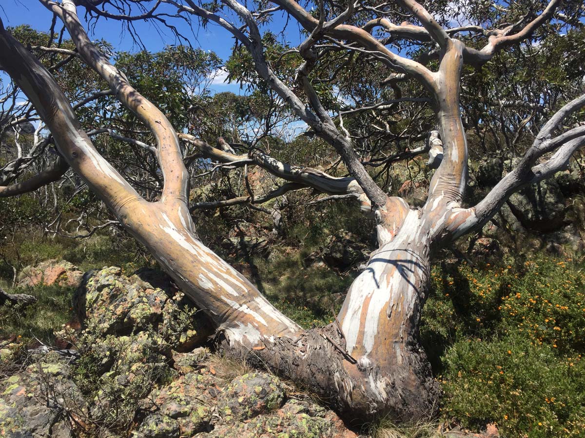 Mount cobberas circuit hike 17