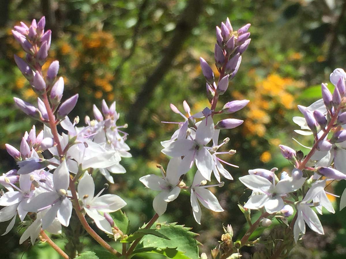Mount cobberas circuit hike 2