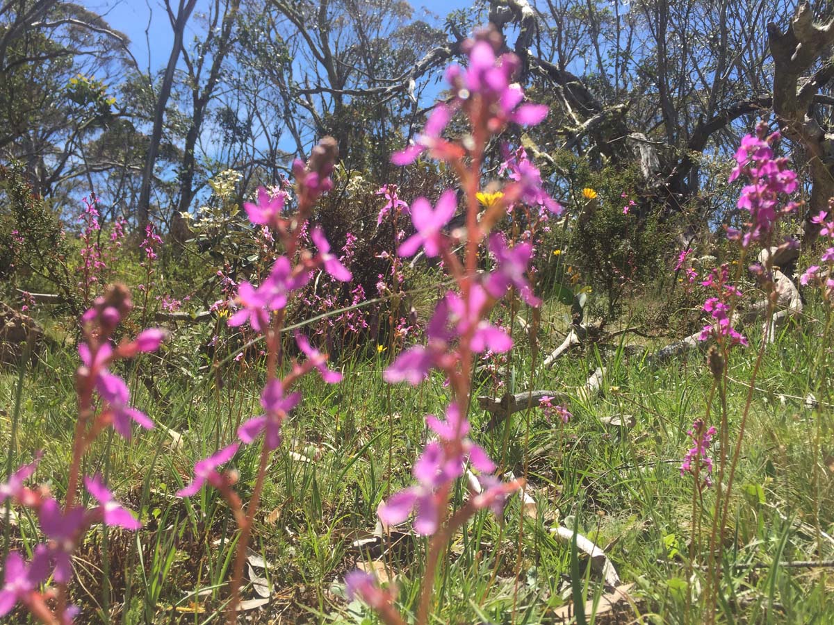 Mount cobberas circuit hike 25