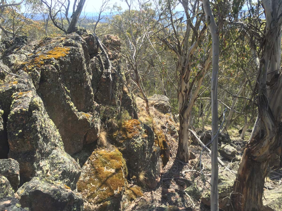 Mount cobberas circuit hike 27