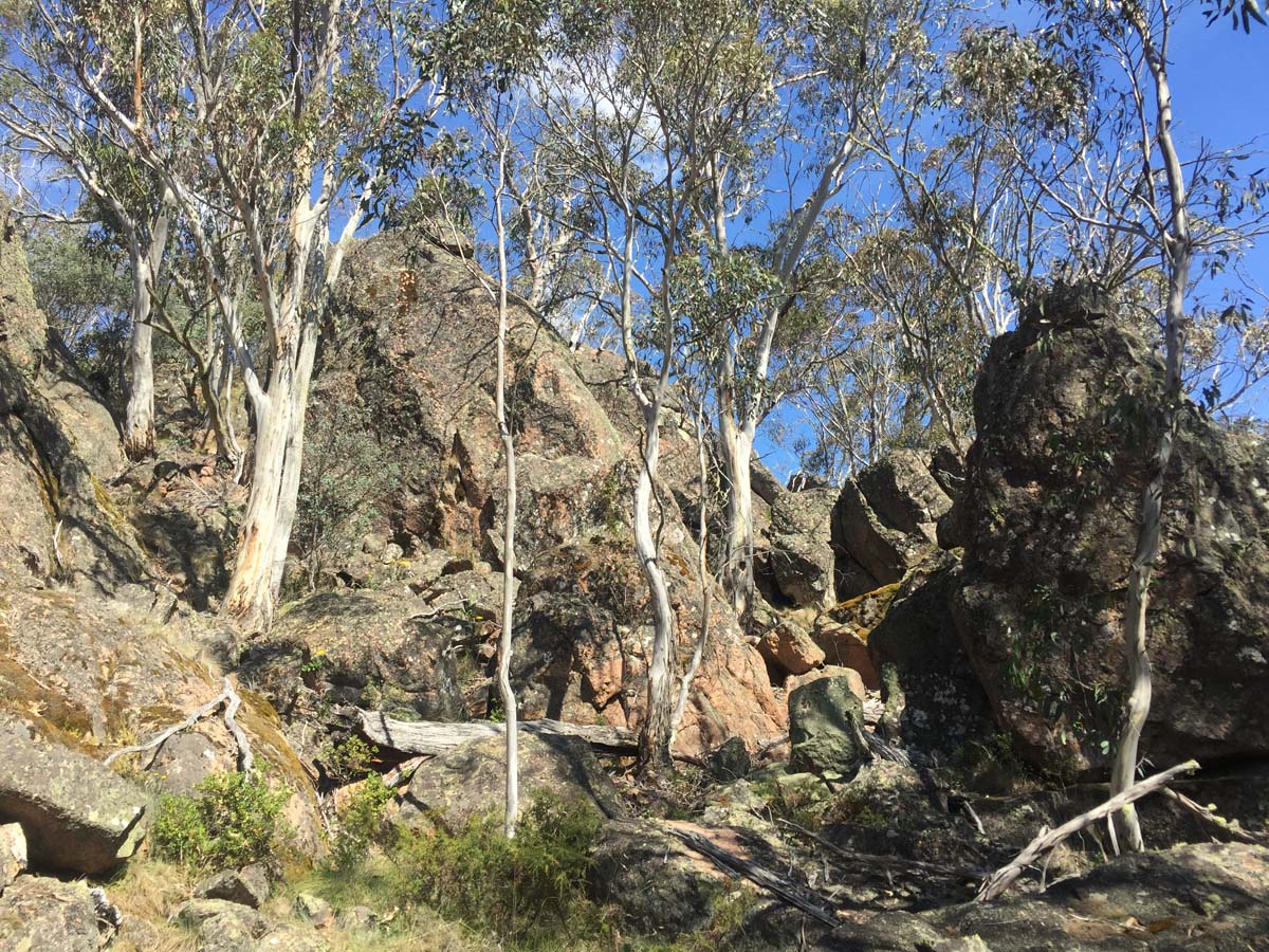 Mount cobberas circuit hike 28