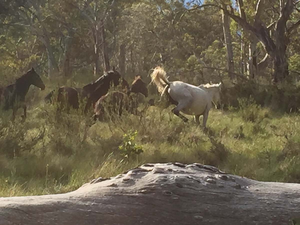Mount cobberas circuit hike 29