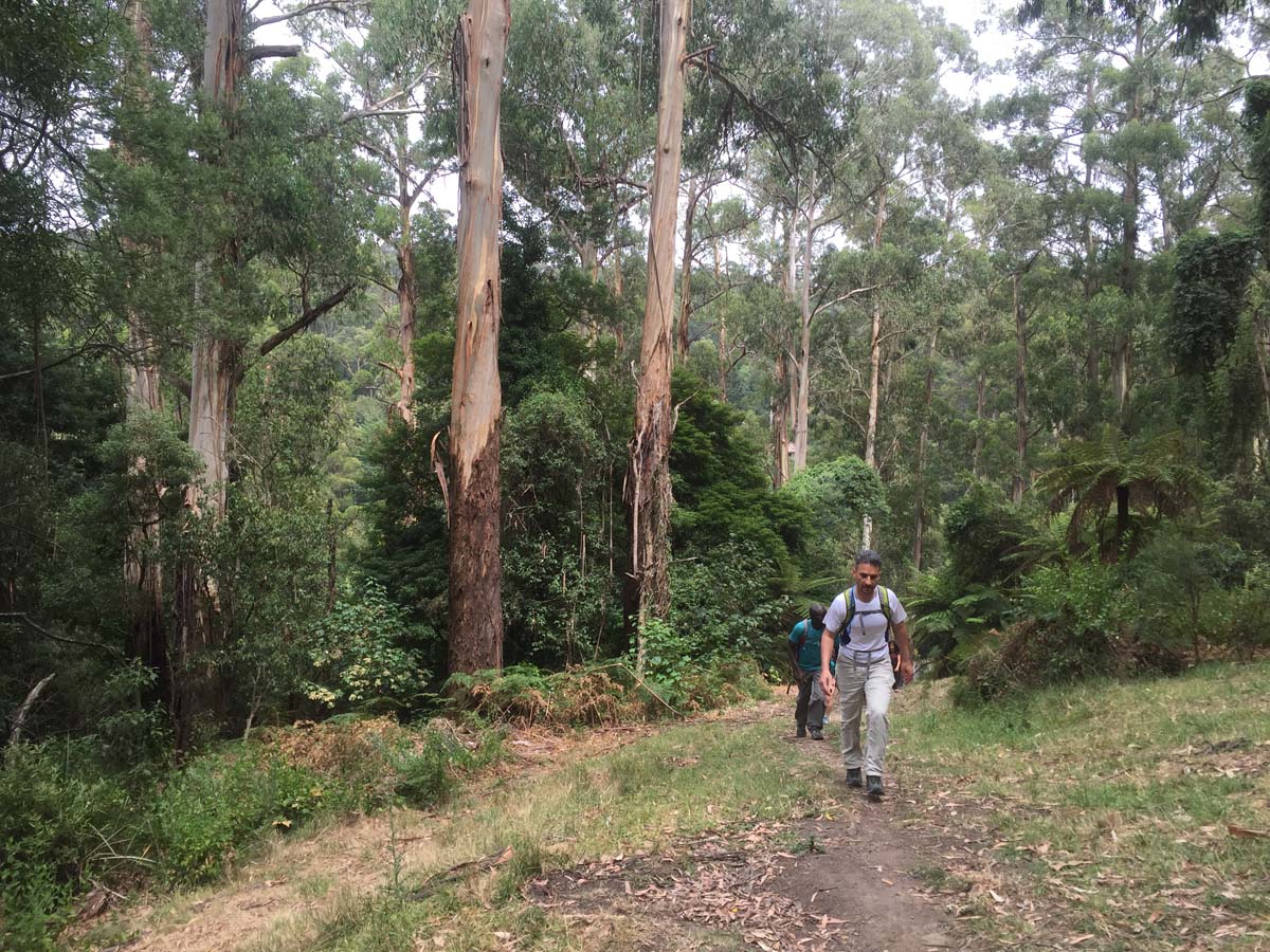 Mount cobberas circuit hike 32