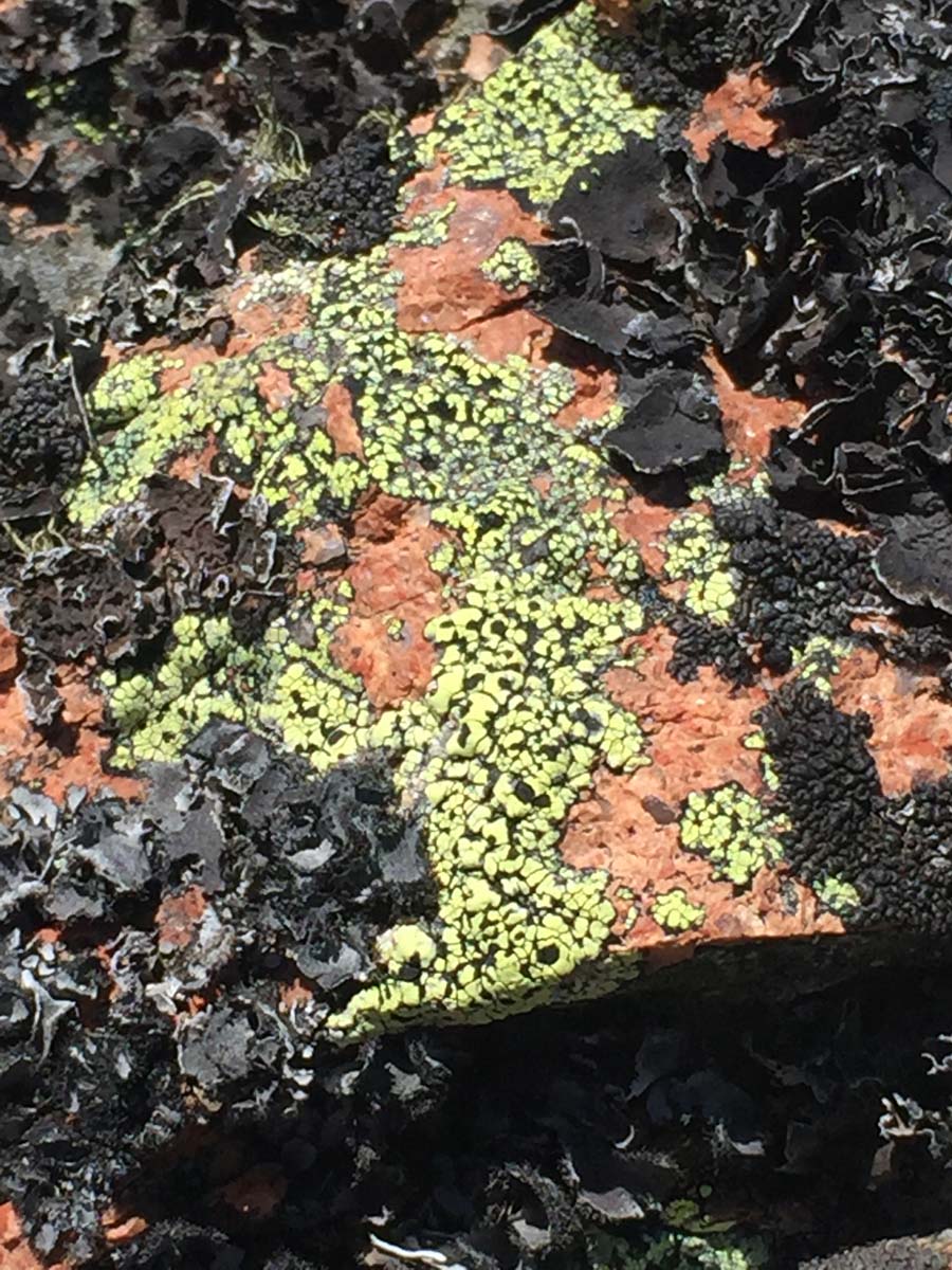 Mount cobberas circuit hike 41