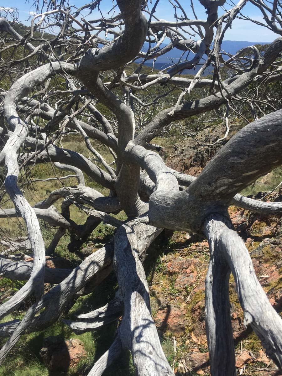 Mount cobberas circuit hike 48