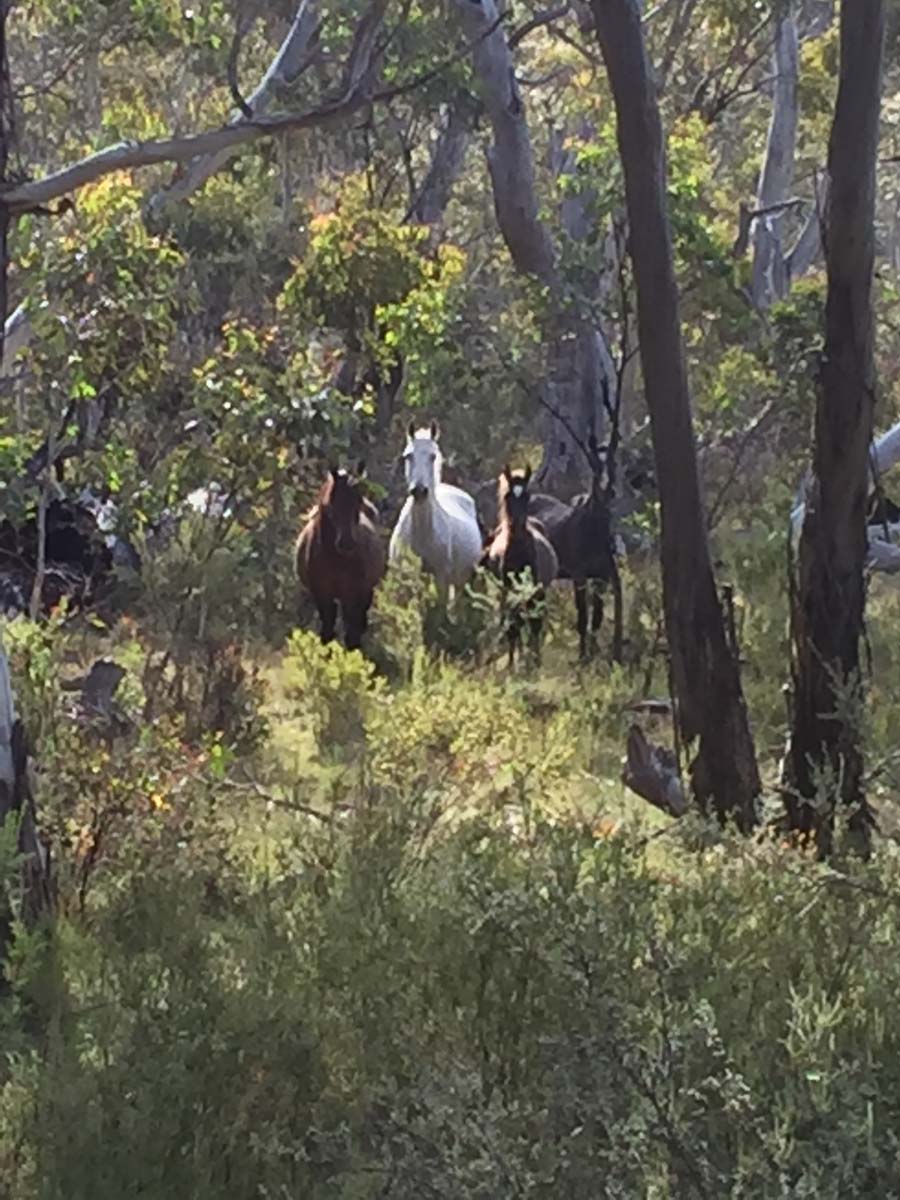 Mount cobberas circuit hike 51