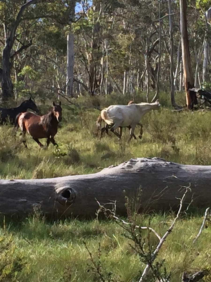 Mount cobberas circuit hike 52