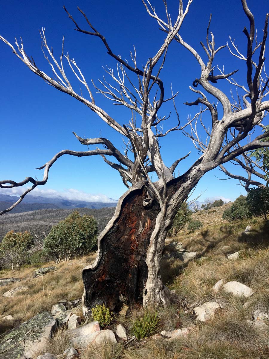 Mount cobbler plateau circuit hike 135