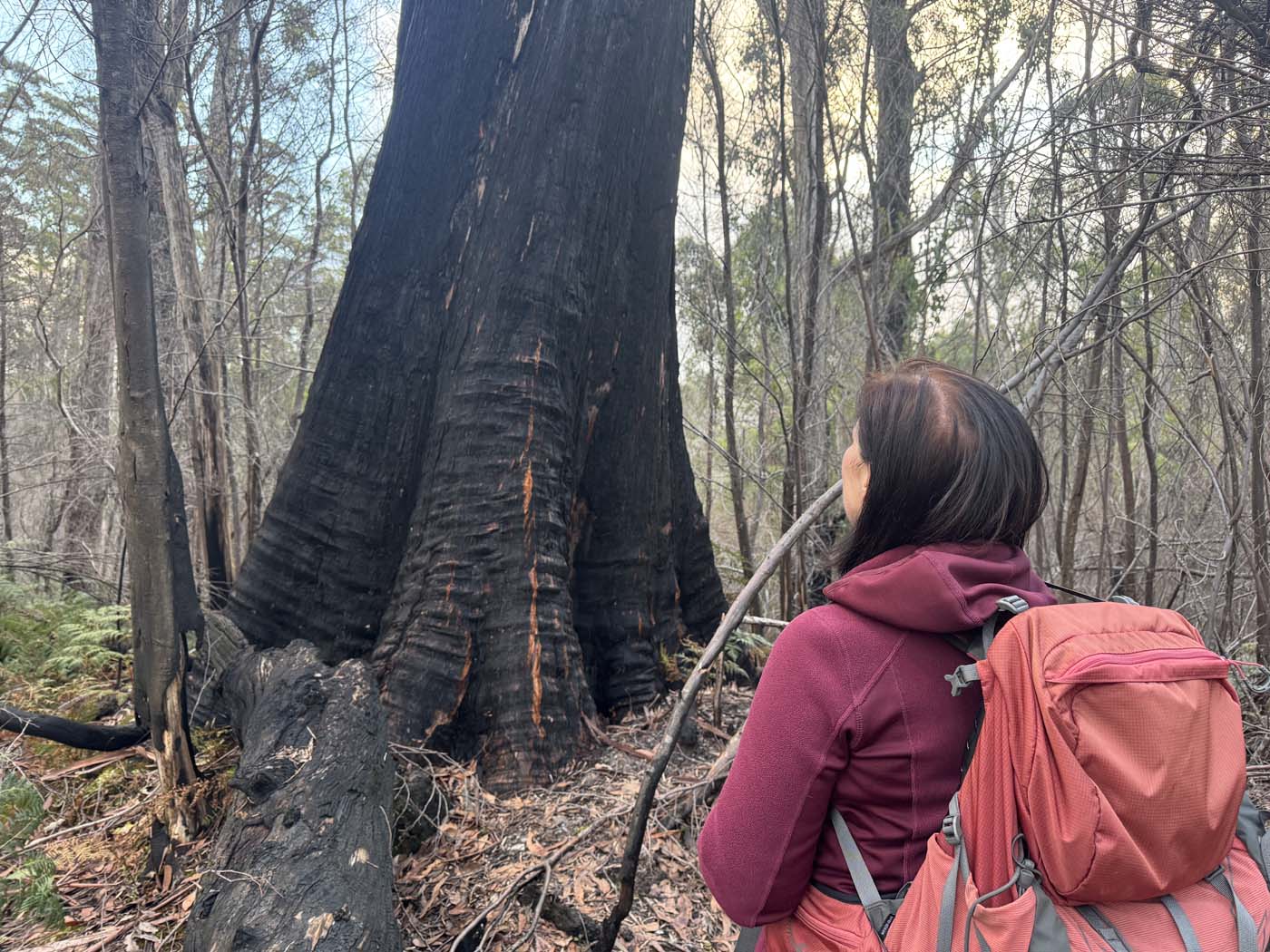 Mount donaldson summit walk (15)