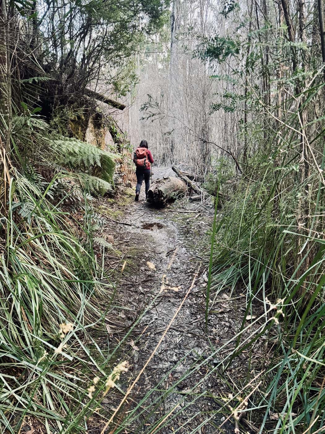 Mount donaldson summit walk (17)