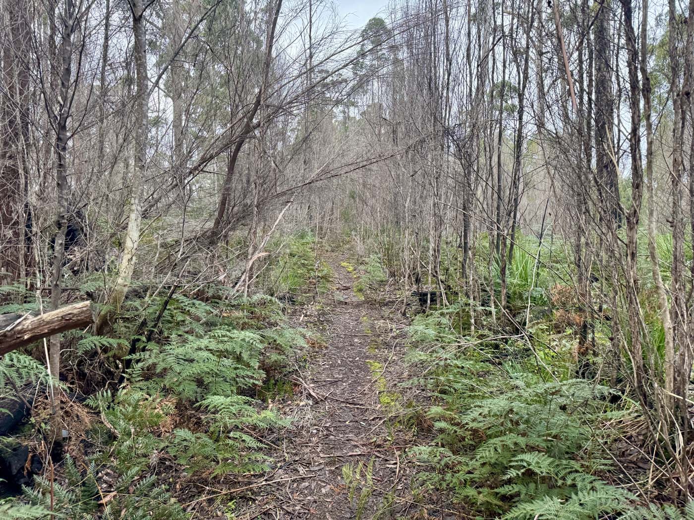Mount donaldson summit walk (3)