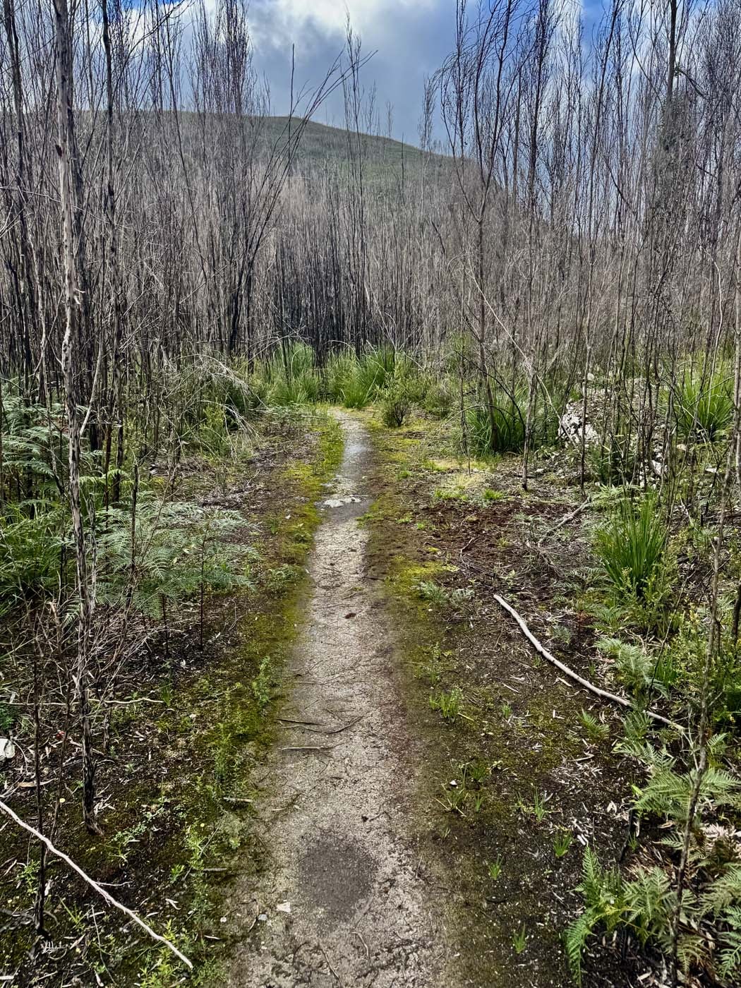 Mount donaldson summit walk (5)