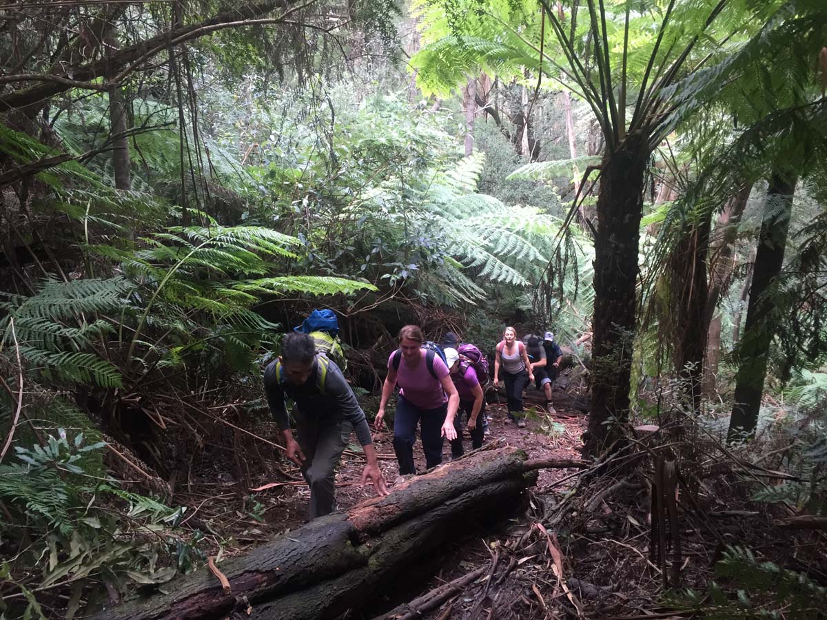 Mount donna buang hike 2