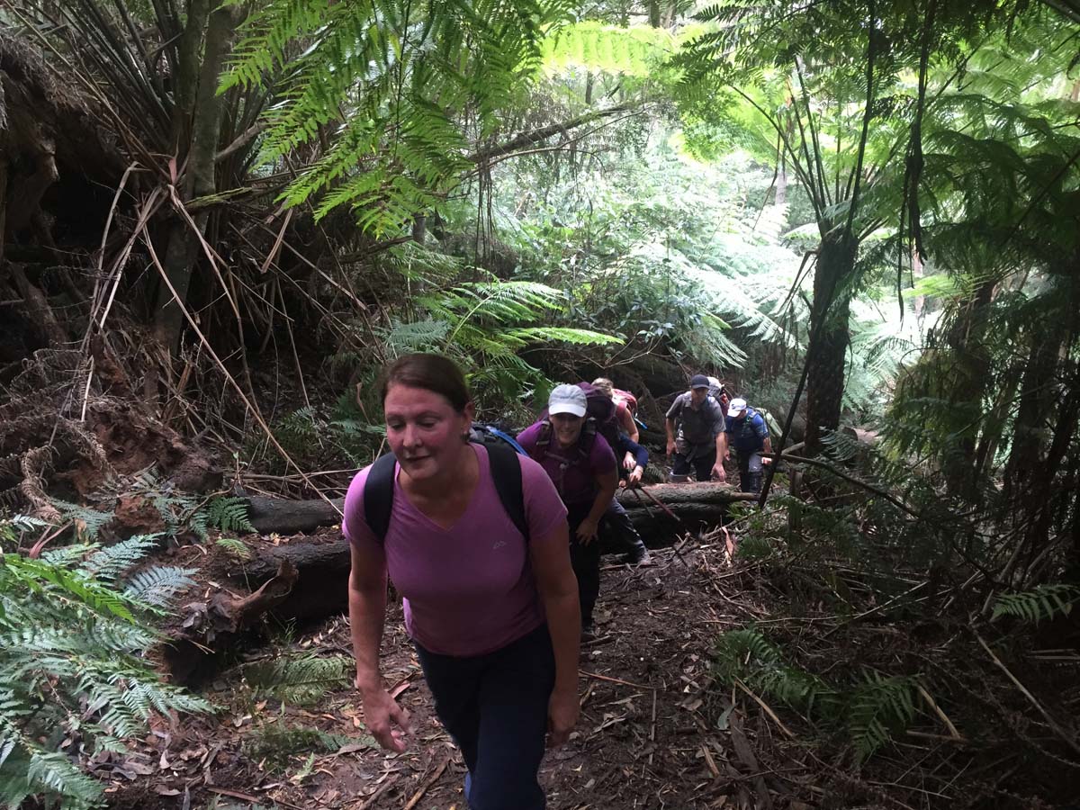 Mount donna buang hike 3