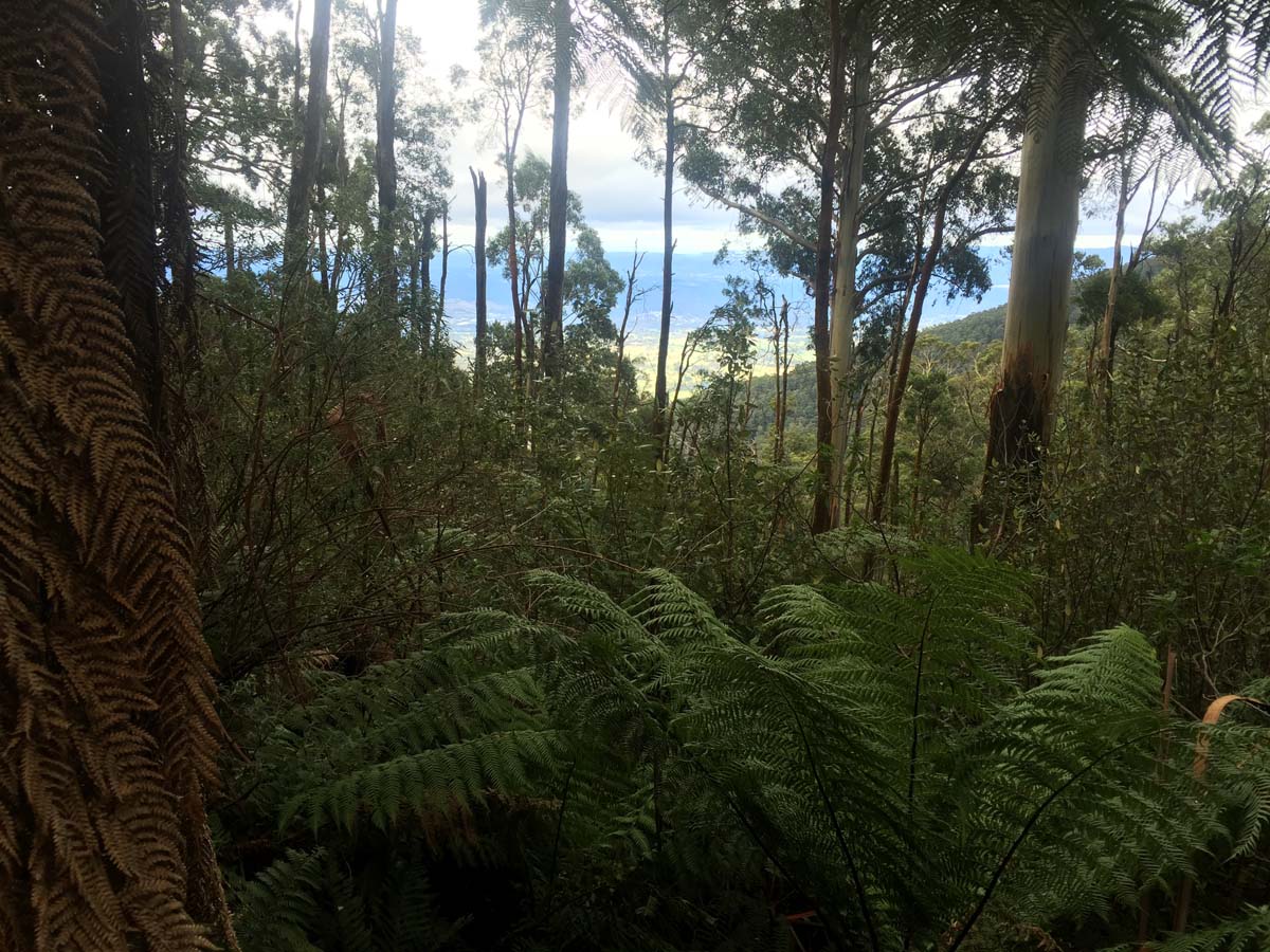 Mount donna buang hike 4
