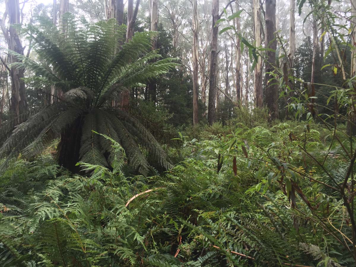 Mount donna buang hike 5