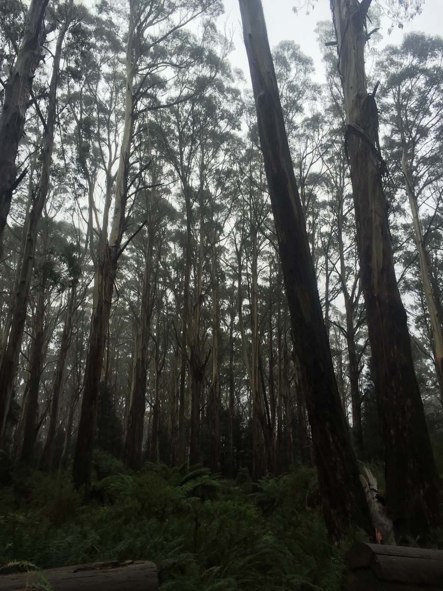 Mount donna buang hike 6