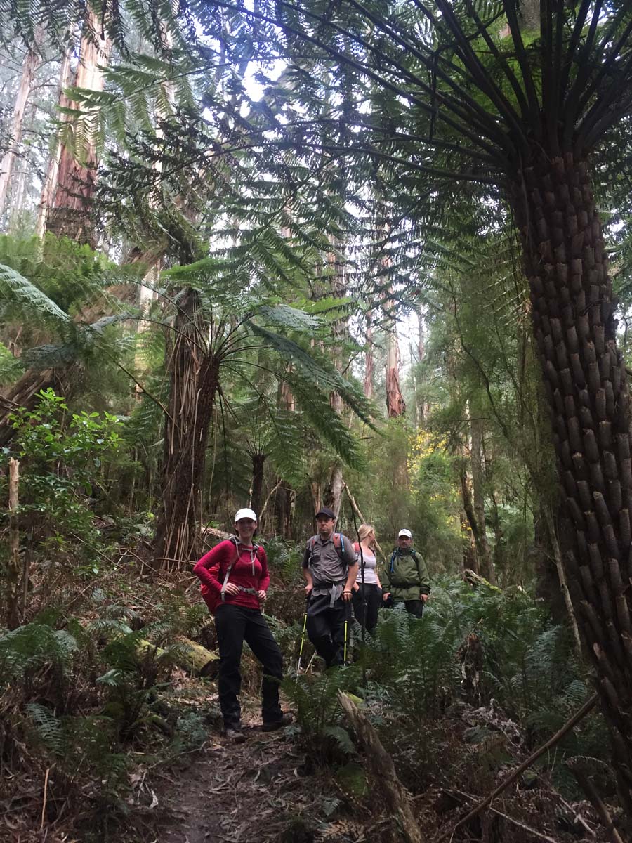 Mount donna buang hike 9