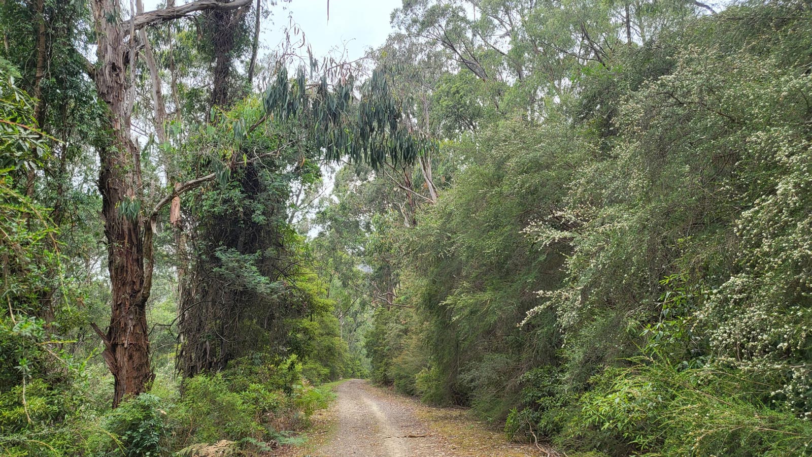 Mount evelyn forest walk 2
