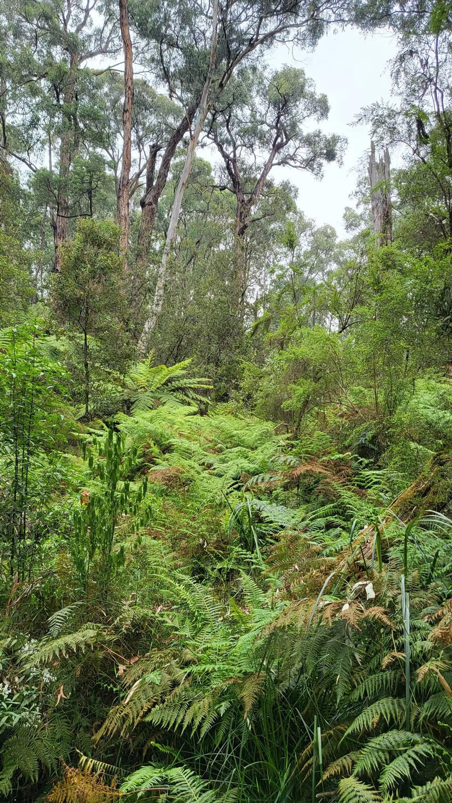 Mount evelyn forest walk 3