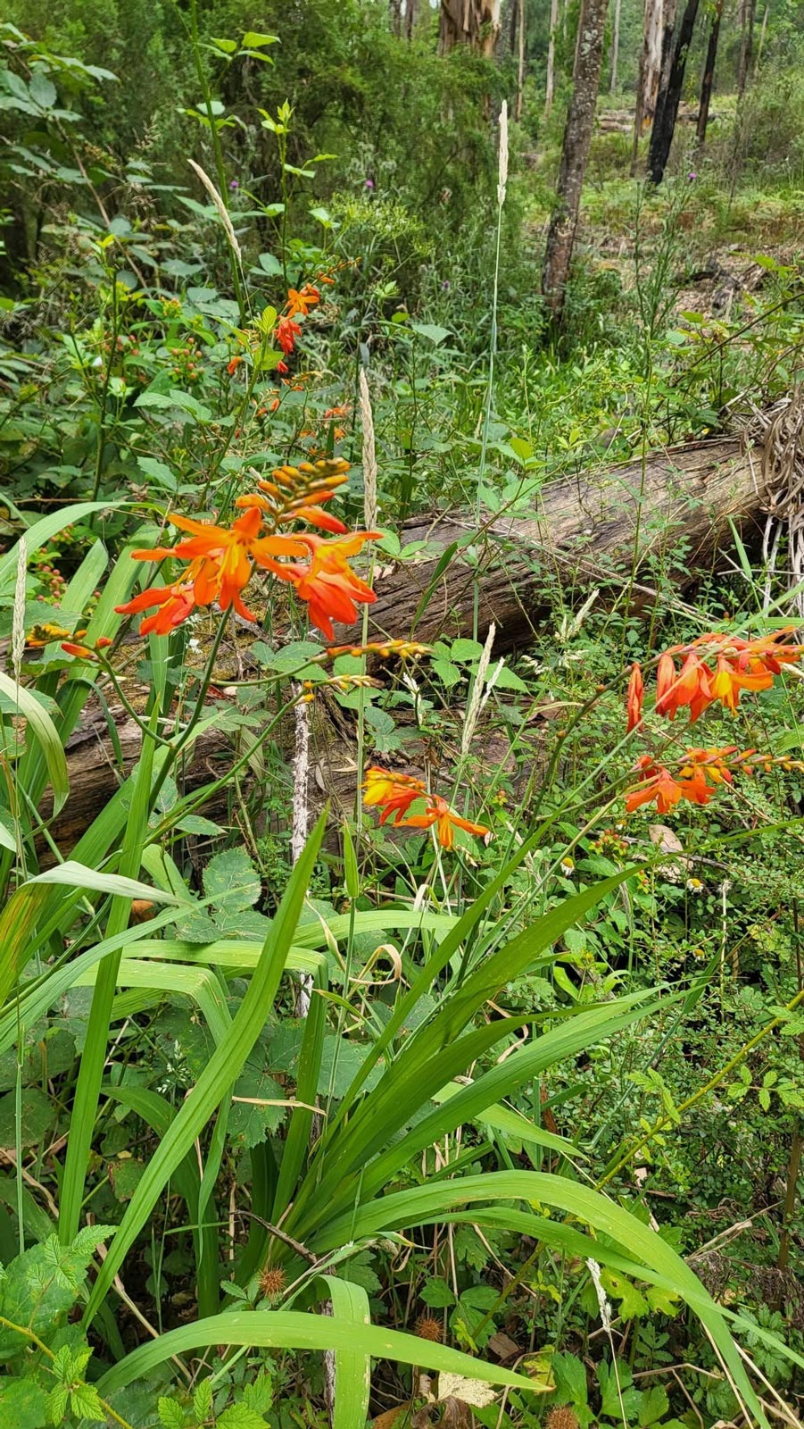 Mount evelyn forest walk 4