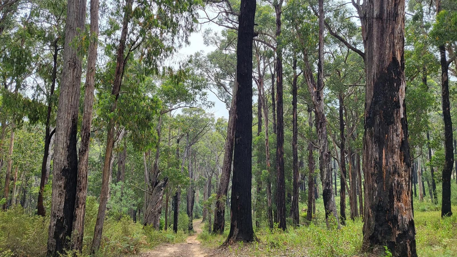 Mount evelyn forest walk 5