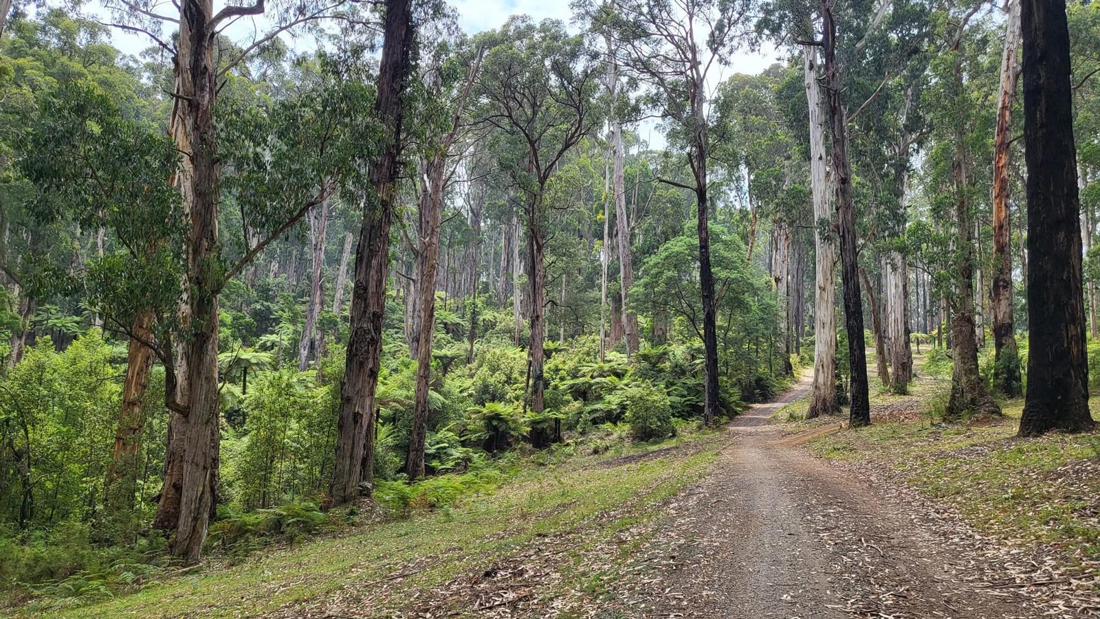 Mount evelyn forest walk 6