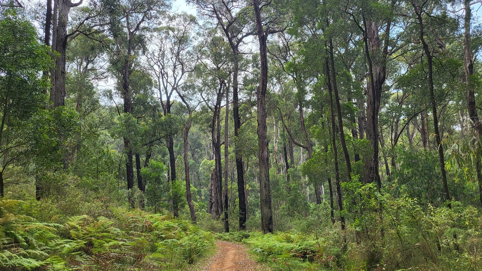Mount evelyn forest walk