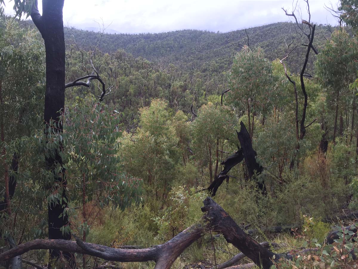 Mount everard hike 3