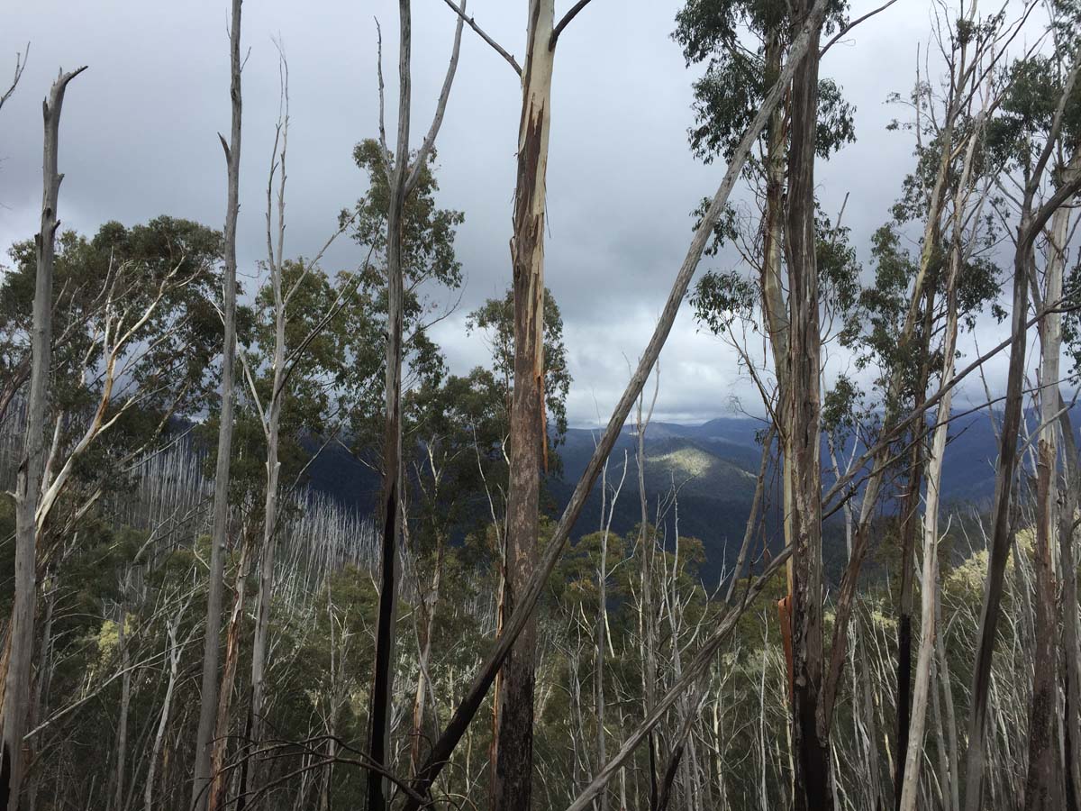 Mount feathertop bungalow spur hike 12
