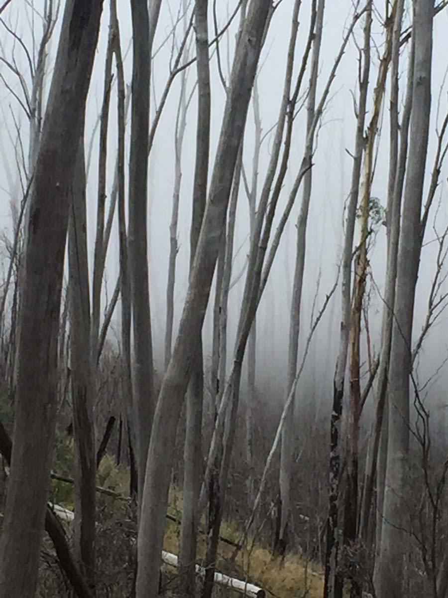 Mount feathertop bungalow spur hike 13