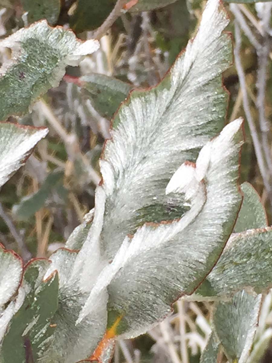 Mount feathertop bungalow spur hike 16