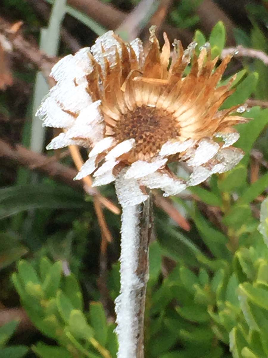 Mount feathertop bungalow spur hike 18