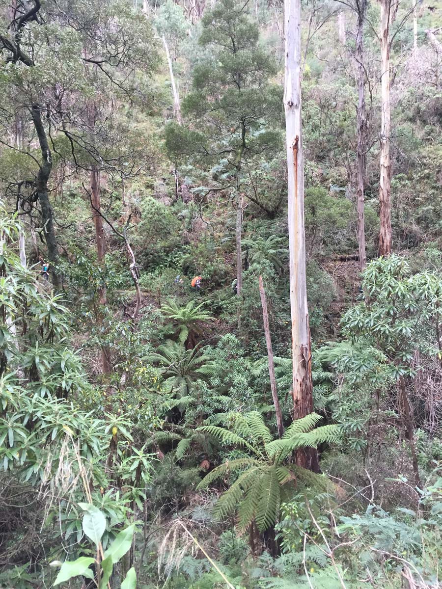 Mount feathertop bungalow spur hike 3