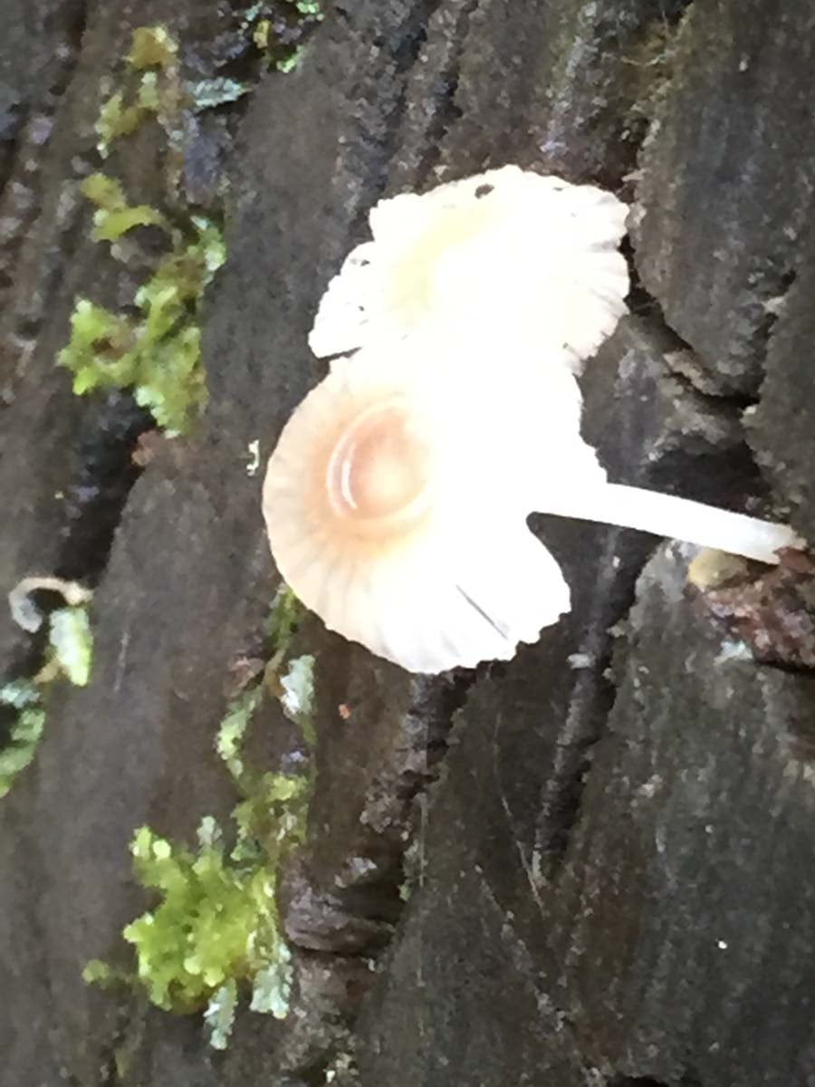 Mount feathertop bungalow spur hike 6