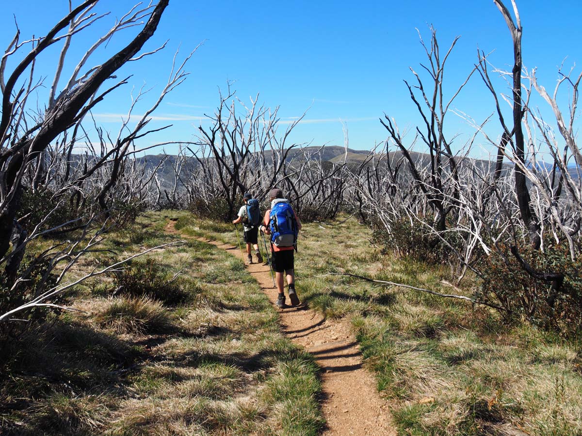Mount feathertop the razorback hike 164