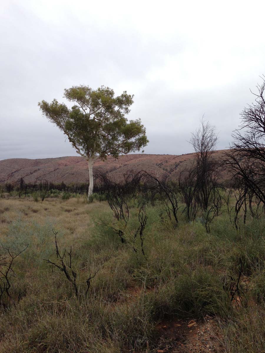 Mount gillen & the heavitree range hike 23