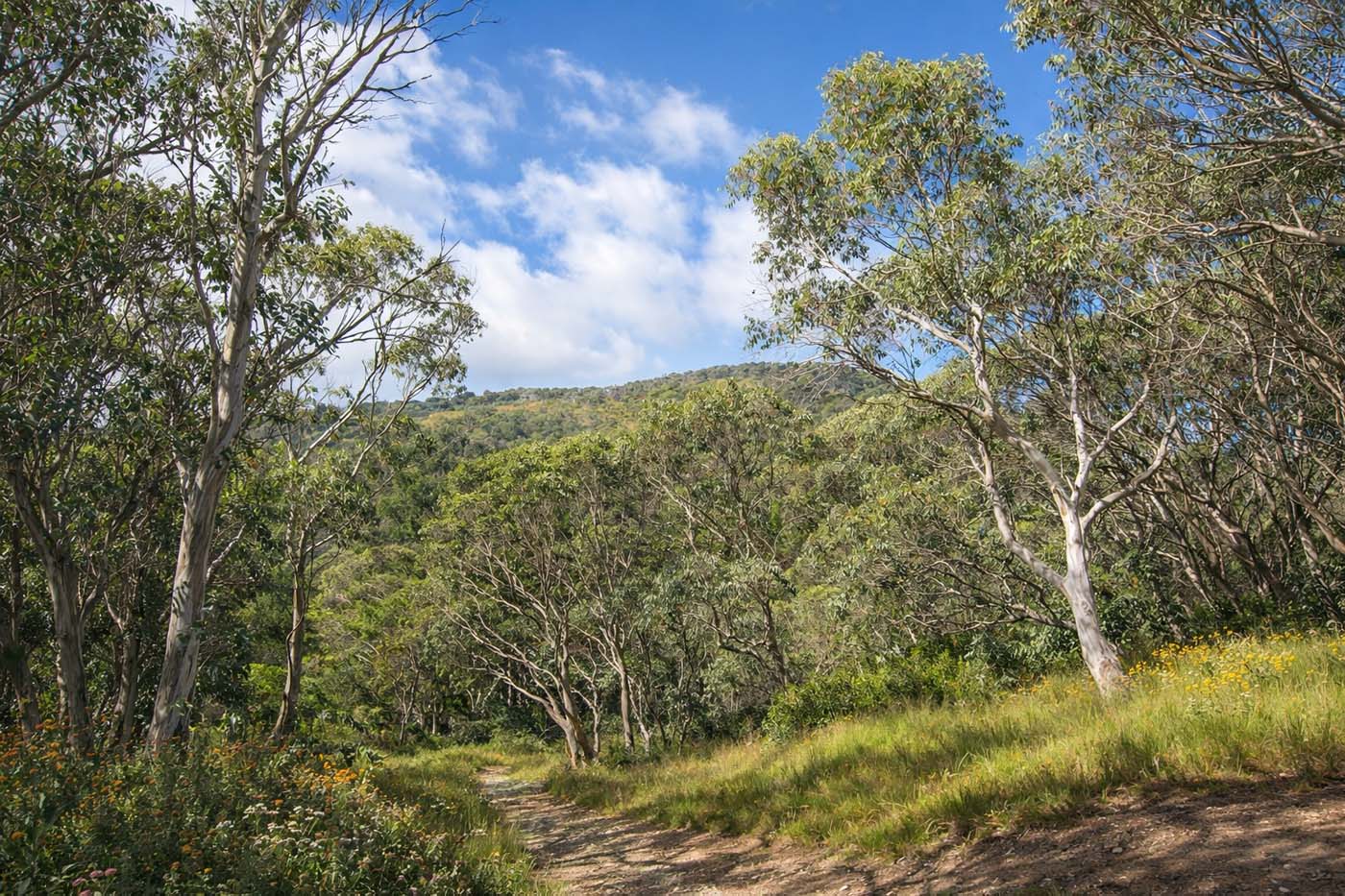 Stockyard spur walking track