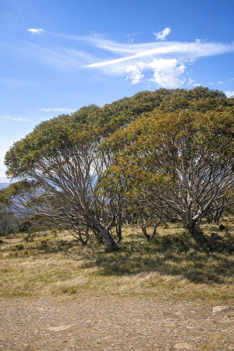 Summit of mount ginini