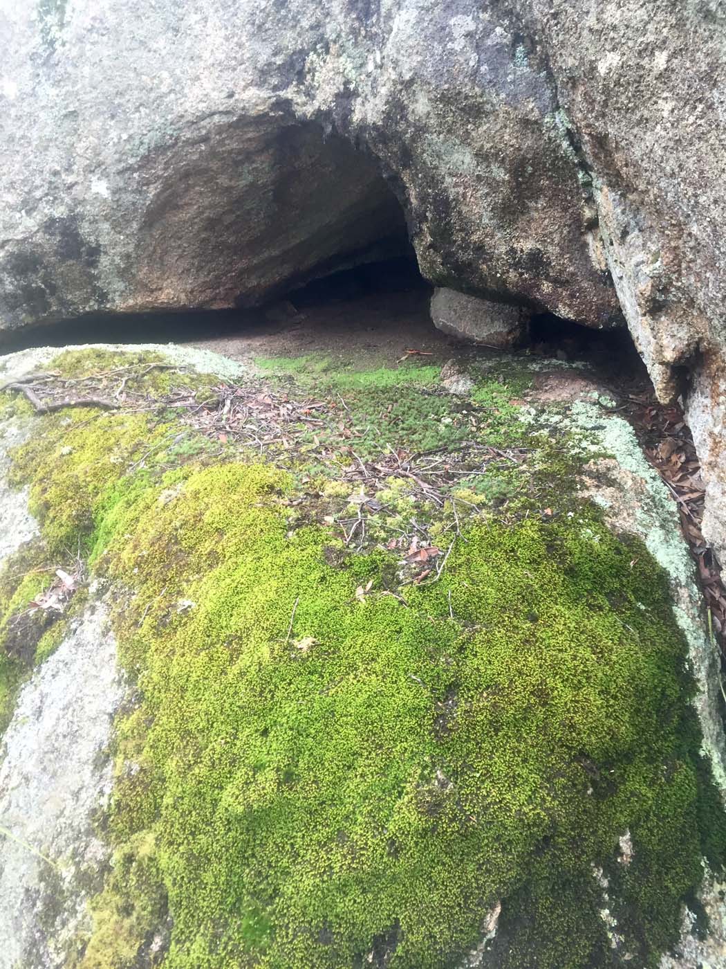 Mount gorrin hike (13)