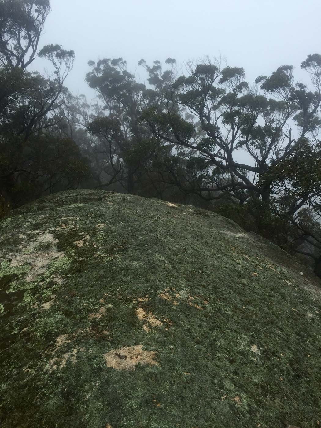 Mount gorrin hike (14)