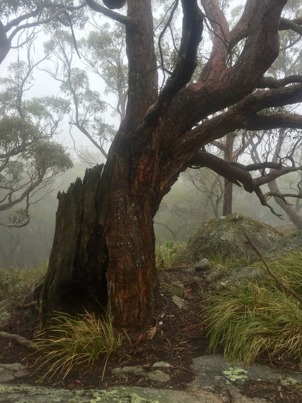 Mount gorrin hike (18)