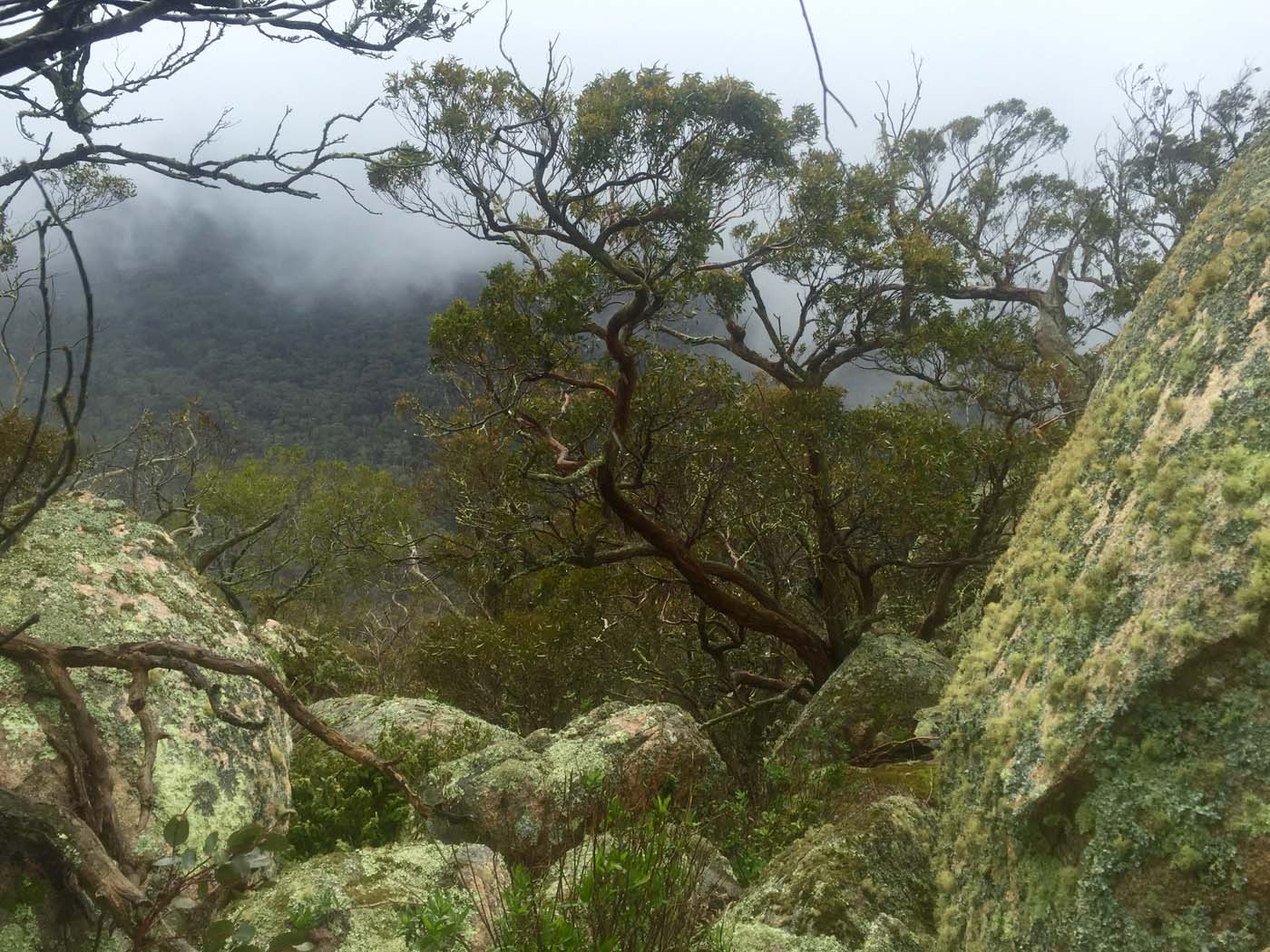 Mount gorrin hike (24)