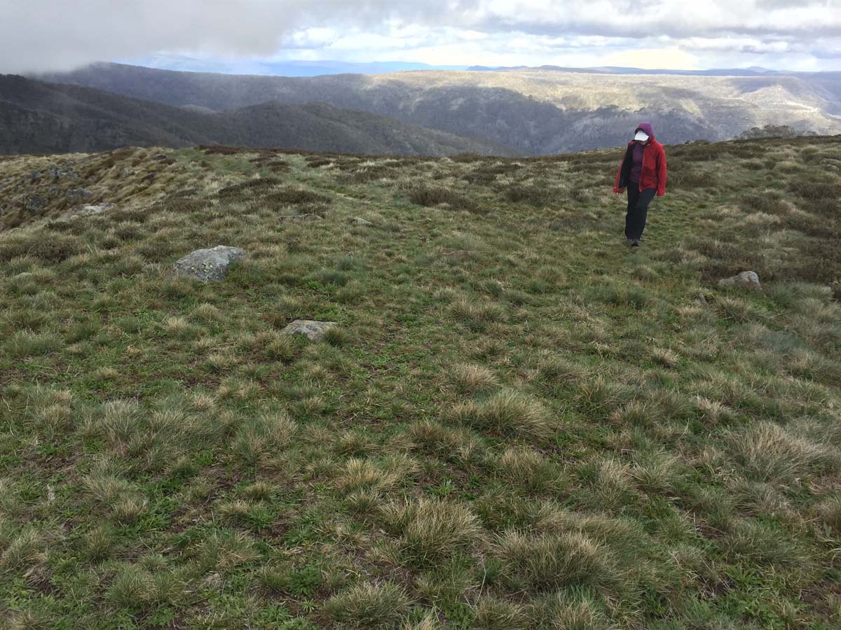 Mount howitt hike (2)
