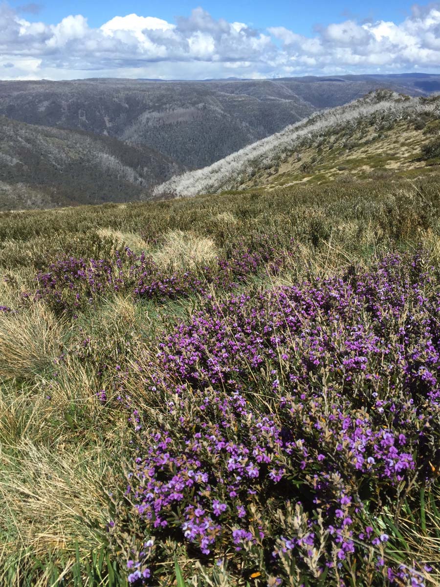 Mount howitt hike (5)