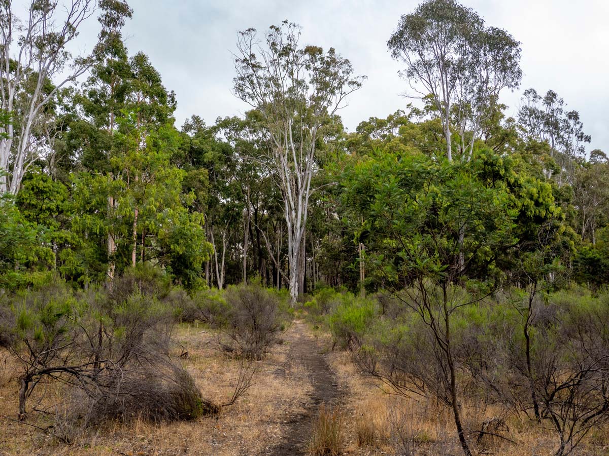 Mount ida & dargile forest hike 2