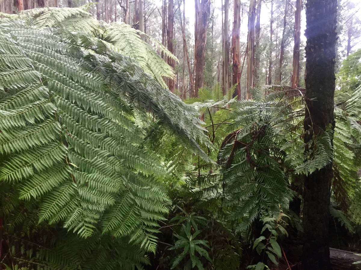 Mount juliet hike 10